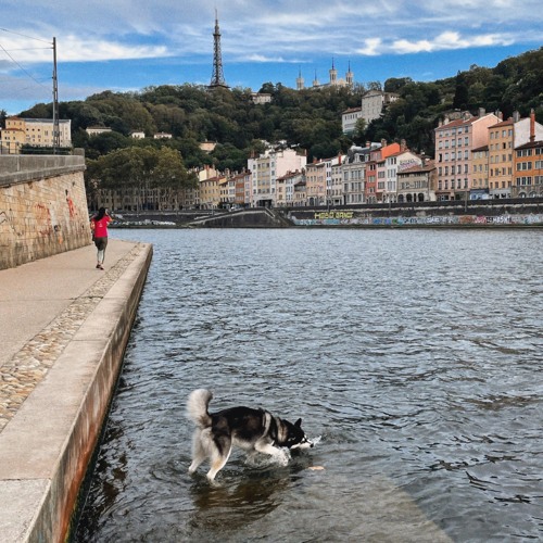 Soundscape on the banks of Saône river in Lyon, dogs playing in the water, boat wake waves