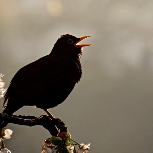 The Blackbird - SATB (arr. Gary Ewer)