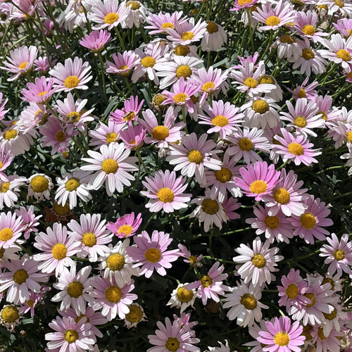 send you flowers