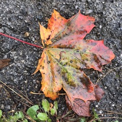 On Track (Free if you -credit-)