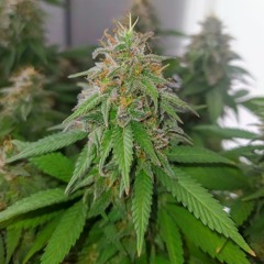 Roots Circus - Know Me By Now