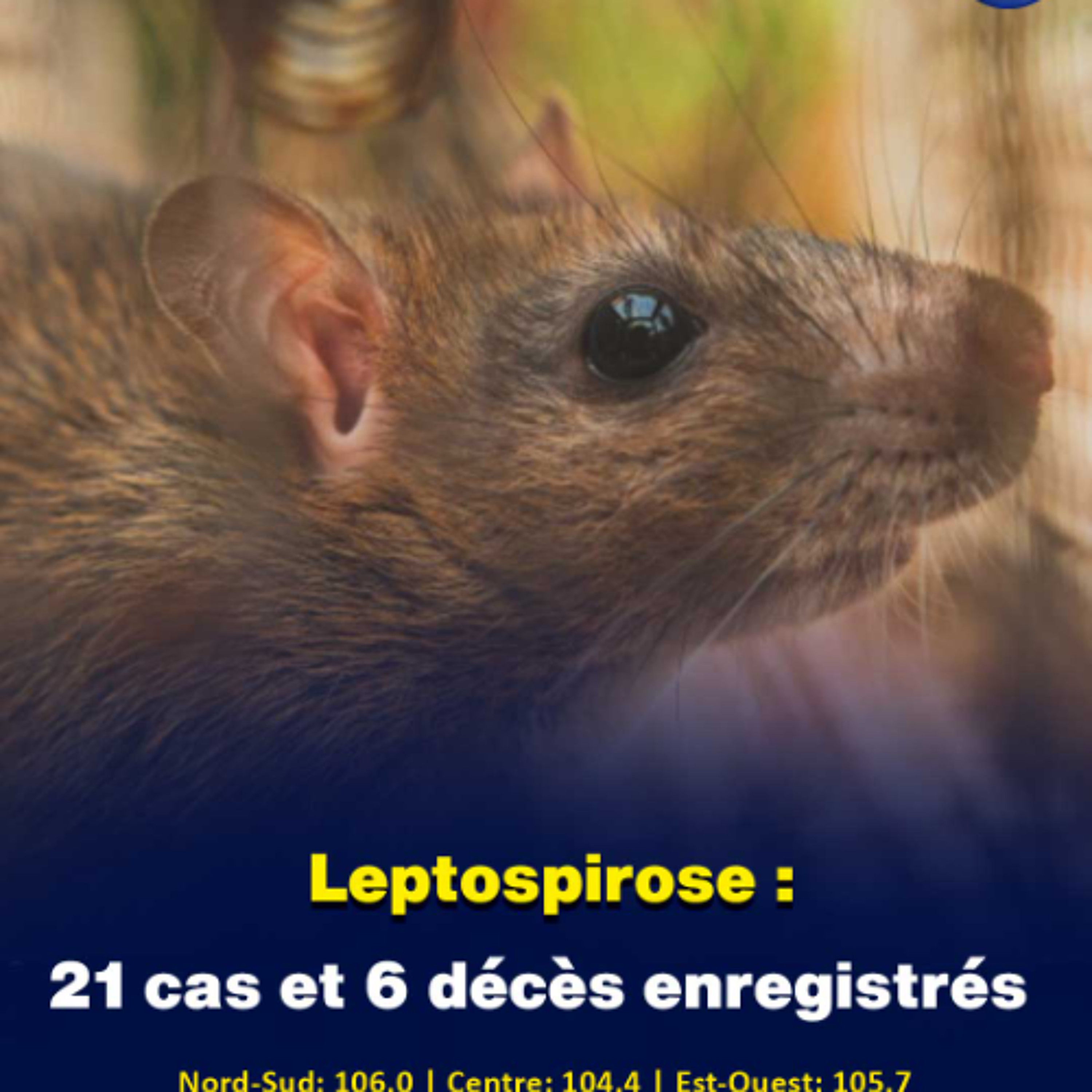 Leptospirose : 21 cas et 6 décès enregistrés
