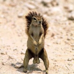 Deez Nutz