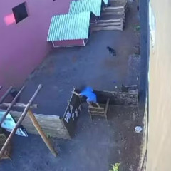 Crianca Mata 23 Animais Crianca De 9 Anos Mata Animais Crianca De 9 Anos Mata 23 Animais