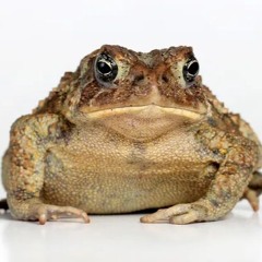 The Toad