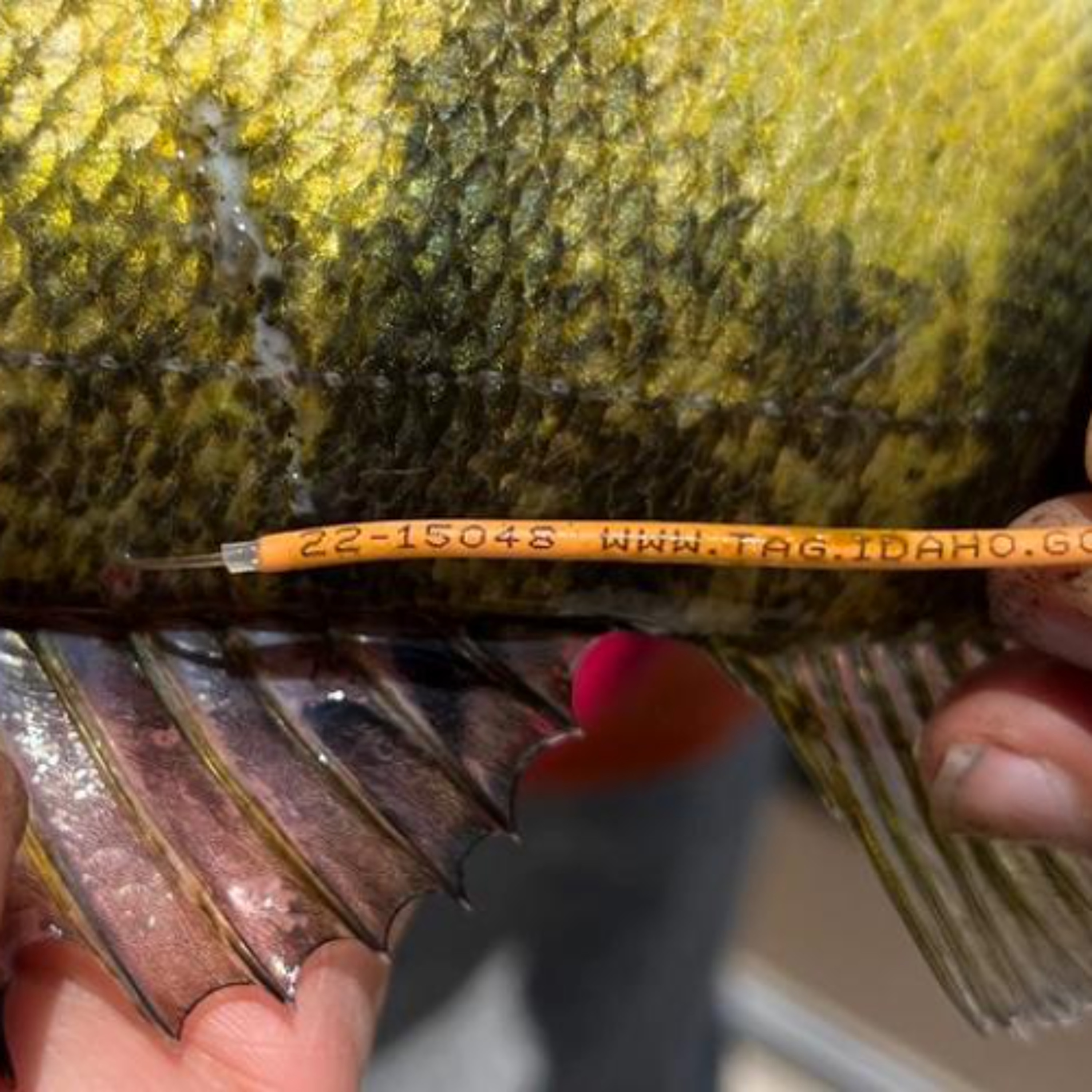 Fish numbers decrease after Idaho drought episode artwork