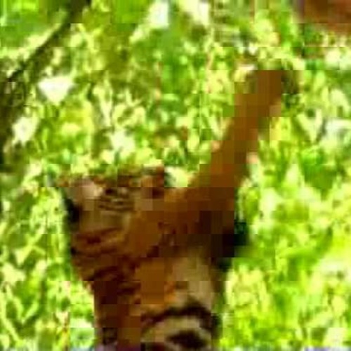 sun cats / pd|sw 43 [with 忘れられません]