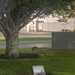 Ill Keep Coming Demo Test Low Roar  (Snippet Cover)