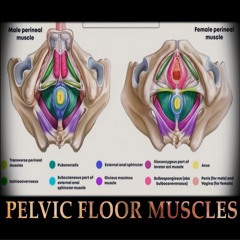 KEGELS - Pelvic Floor Muscles | Automated Workout Frequency