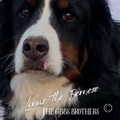 Linus the Bernese - The Gibbs Brothers