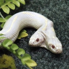 screensaver freestyle