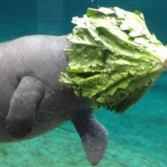 𝕊 ℍ 𝔸 𝕄 𝔼