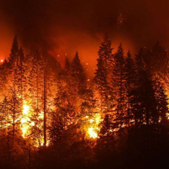 firewild