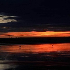 ס' הבוכייה והשמש הסוררת