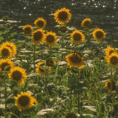 𝐝𝐨 𝐲𝐨𝐮 𝐥𝐢𝐤𝐞 𝐬𝐮𝐧𝐟𝐥𝐨𝐰𝐞𝐫𝐬?. (ft. Blueji)