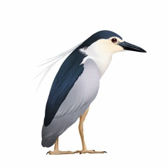 夜鷺  Black-crowned Night Heron