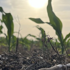 Gas Panic! - Oasis(Cover)