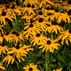 These Few Presidents Instrum