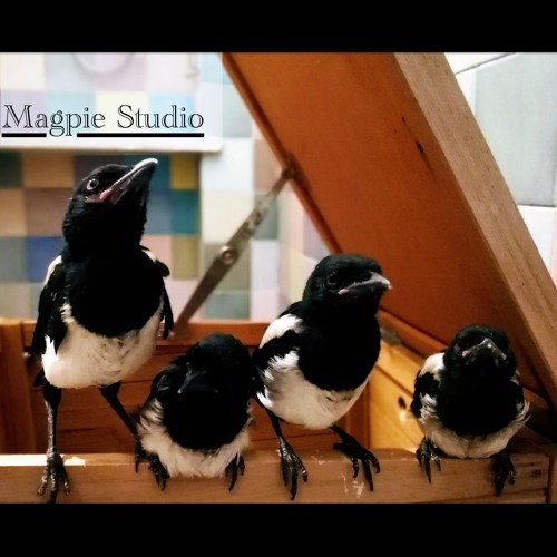 Teaser Magpie Studio: An Intimate Bird Sound Library