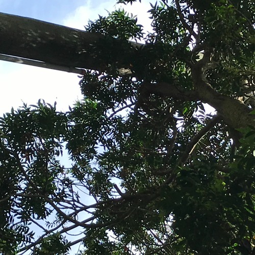 Eight Miles High - The Byrds