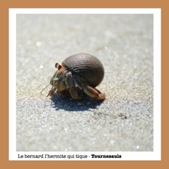 Le bernard l'hermite qui tique