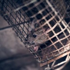 Bullet With Butterfly Wings - Originally Performed by The Smashing Pumpkins