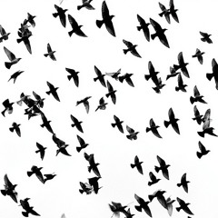 Flock (v3.2)