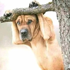 CIQOMI AU X DJ BEN (COVER) 🇫🇯