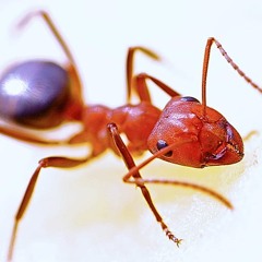 Varroa Hits Victoria While Fire Ants Wreak Havoc In Brisbane
