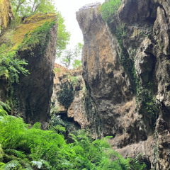 The call of the wild