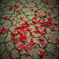 Rose Garden Reverie