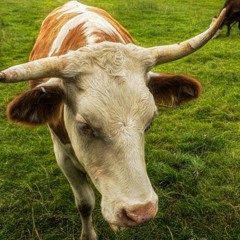 A Hundred Thousand Christmasses