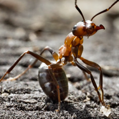 The Insect Kingdom - Orchestral - The Cue Tube - May 2025