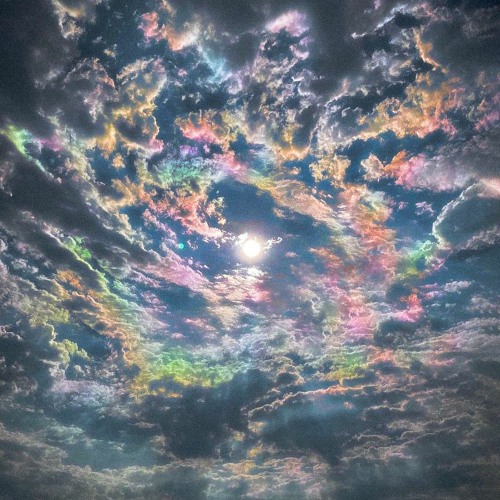 Hi I'm Shyy v3 [Revival]