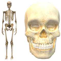 Skeleton