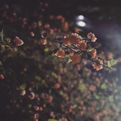 PREMIERE : Rainbow99 - Snow 1 [No Slack Records]