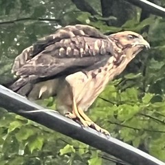 Shivers Ed Sheeran Cover Singing