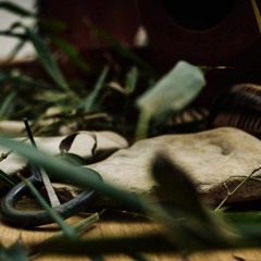 Nature Sounds Bundle DEMO TRACK Sample pack + ableton racks