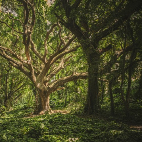 Forest 01