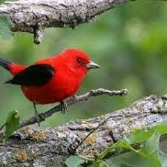 9 Crimes cover(1)(1)