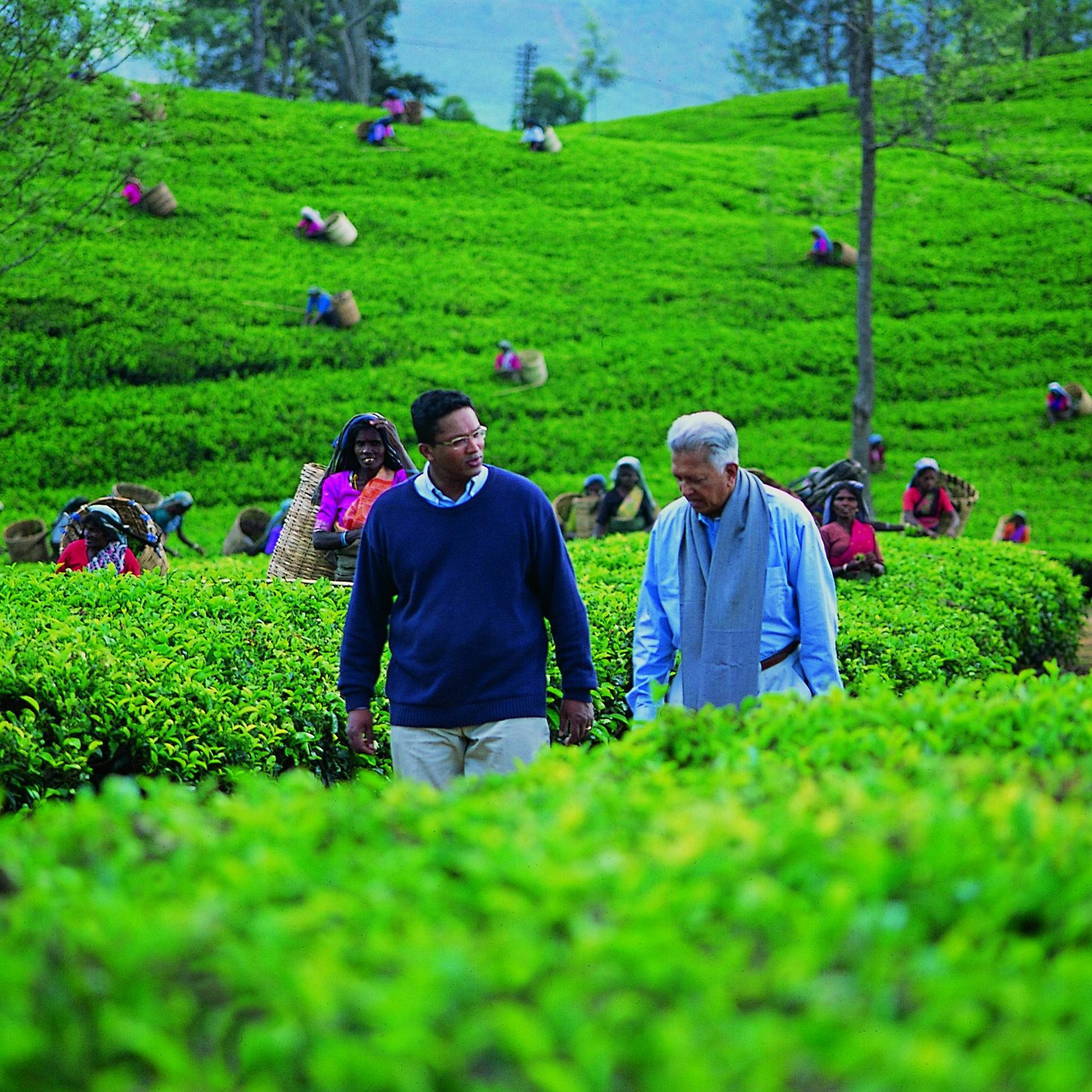 Dilmah Tea