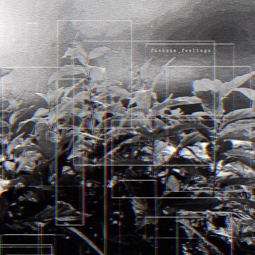 fuchsia feelings 1