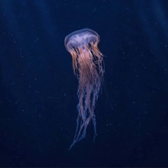 Jellyfish Movement