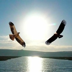 El cóndor y el águila (en vivo en ceremonia)