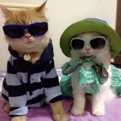 WE'VE BEEN MEOWING ALL DAY ............ (& the penultimate meowling)