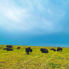 ‘Everything is here now’: Wanuskewin elder reflects on bison baby boom