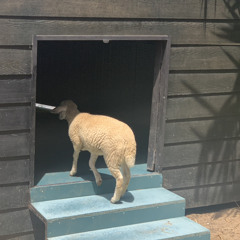 5IN1 V2-Nước Mắt Muộn Màng