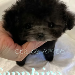 Teacup Poodle Puppies for Sale California – Premium Silver Teacup Poodle at Tiara Pet