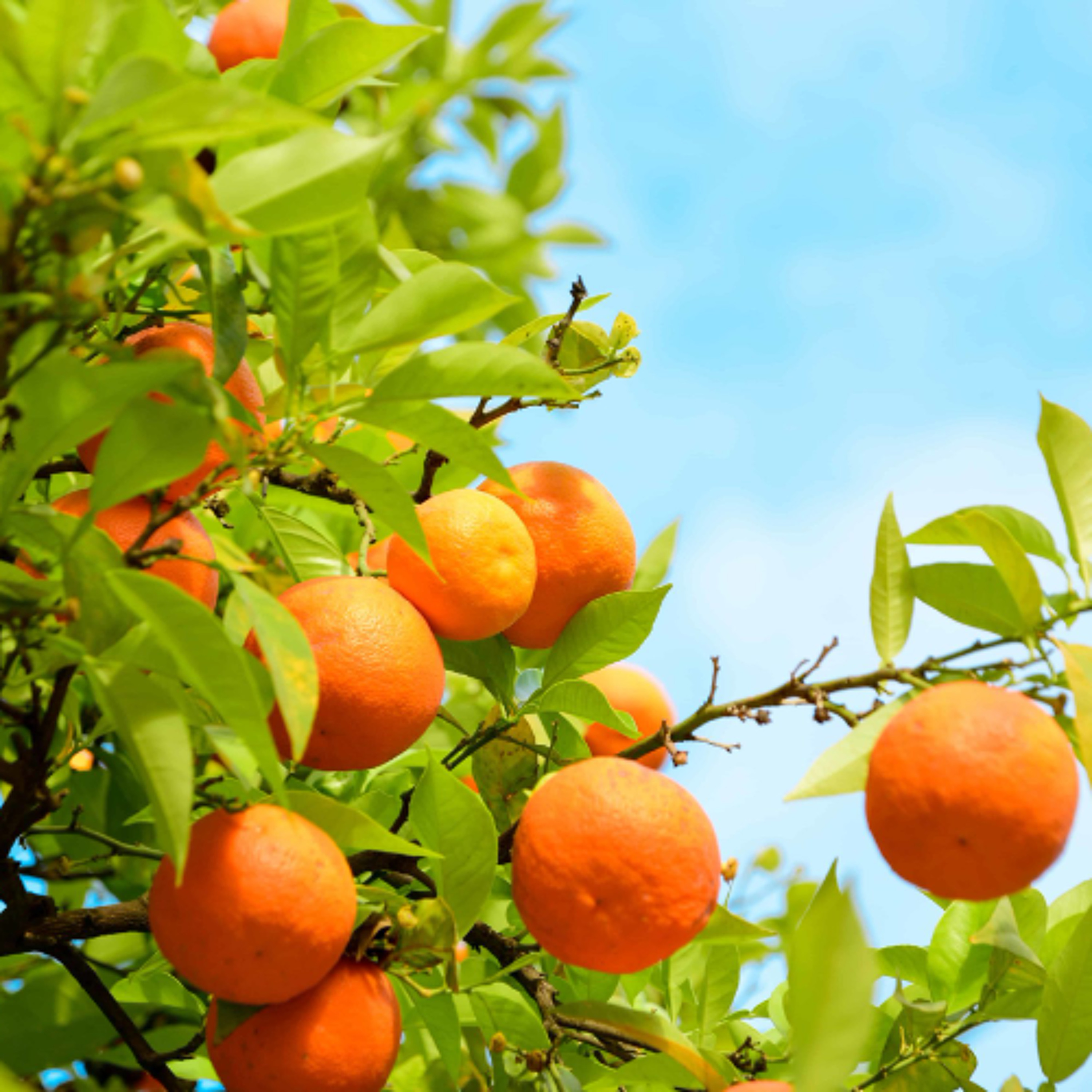 GOD WANTS YOU TO BE FRUITFUL (PASTOR JOYCE ADJEI)