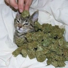 SMOKE MY WEED